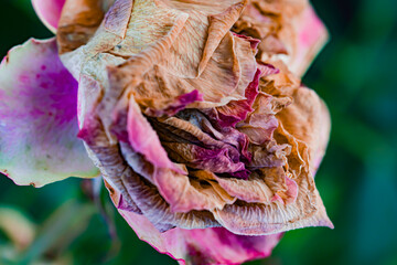 Closeup shot of faded dry rose