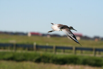 Godwit in flight in a rural rea