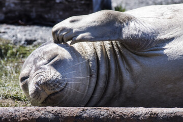 Closeup shot of a seal lying concrete surface under a sunny day