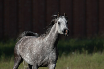 Portrait of a beautiful gray arabian horse on natural dark background, head closeup in action