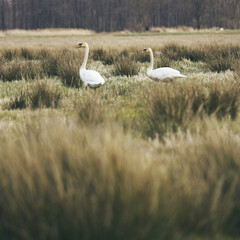 Closeup of a Mute swan running on a filed