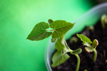 Macro photography of bean sprout,day 2,leaves appeared.