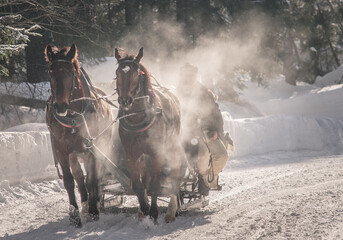 horses in winter, sanie ciągnięte przez pare koni. - obrazy, fototapety, plakaty