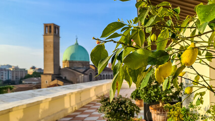 Lemon tree on a luxury hotel terrace with scenic view on Basilica di Santa Maria del Carmine in...