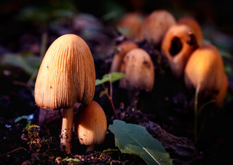 Closeup of Dung beetle mushrooms growing in Badgers Mount, near Sevenoaks, Kent
