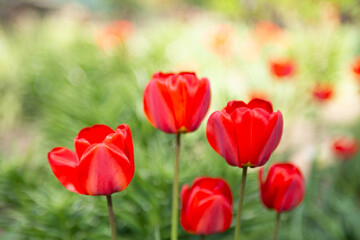 Closeup photography of group of red tulips,good as natural background.