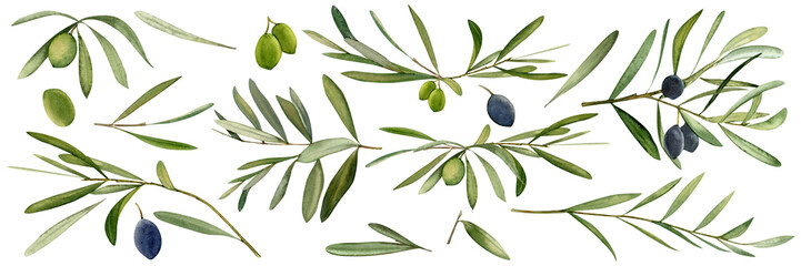 Obraz na płótnie Canvas Watercolor hand drawn set illustration with olive leaf and olives.