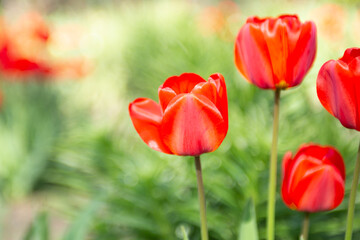 Closeup photography of group of red tulips,good as natural background.