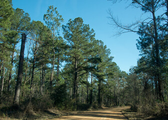 Kisatchie National Forest, Louisiana 