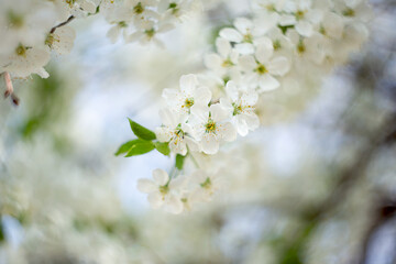 Branch with white flowers and fresh green leaves.Spring fresh, fragrant flower.