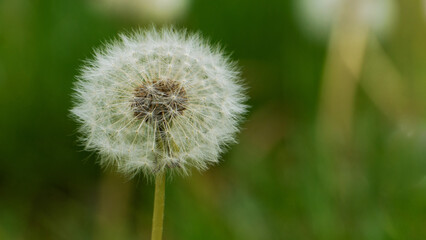 A white dandelion against a background of grass.