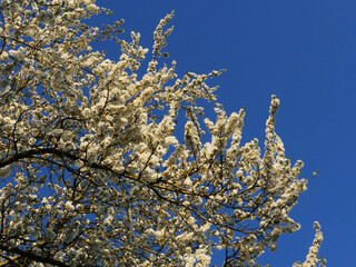 White flowers on the branches of trees.