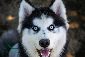 Closeup of a husky in a park © Devin Sprout/Wirestock Creators