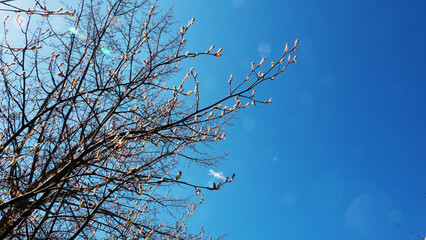 Obraz premium Opening tree branches against the sky.