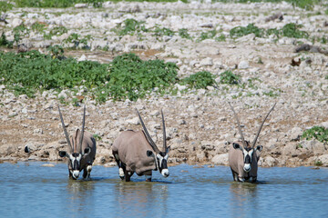 Gemsbok drinking water at Okaukuejo waterhole, Etosha National Park, Namibia