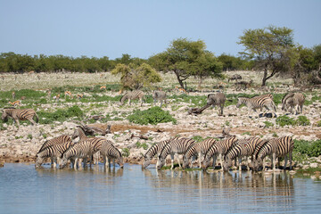 Zebra drinking water at Okaukuejo waterhole, Etosha National Park, Namibia