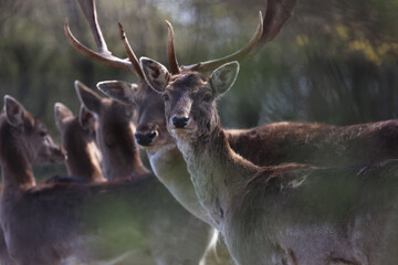 Closeup shot of a group of deer in the forest