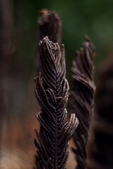 Paproć z zawijającymi się liśćmi