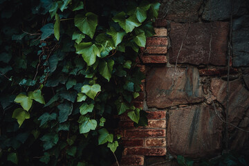closeup of dark green leaves of a plant climbing on a brick wall