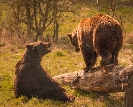 Closeup of two brown bears playing on green grass in a forest