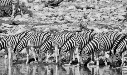 Fototapeta na wymiar Zebra drinking water at Okaukuejo waterhole, Etosha National Park, Namibia (black and white)