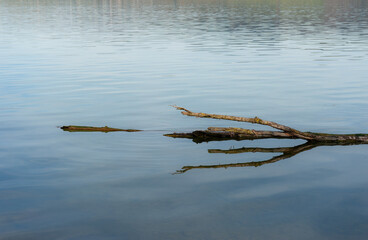 Ast im Wasser