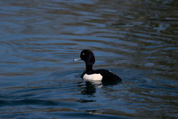 Fuligule morillon mâle (Aythya fuligula) nageant dans un lac Alsacien - Bas Rhin - France