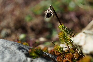 Roślina na kamieniu © Ignacy Młodzianowski