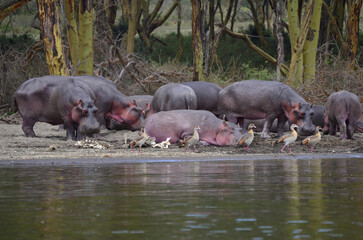 Multiple hippopotamuses and ducks at the coast of a lake in the national park of Kenya, East Africa