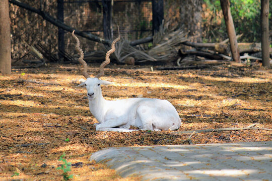 White blackbuck lying on the ground outdoors in daylight