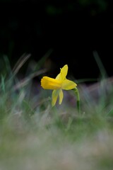 Żółty kwiat pośród traw