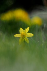 Żółty kwiat pośród traw