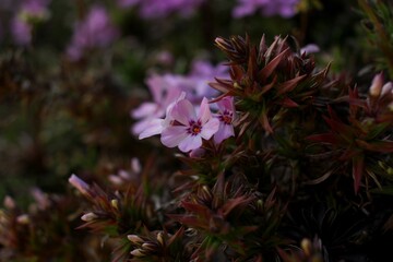 Fioletowe kwiaty w gąszczu roślin © Ignacy Młodzianowski
