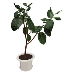 Ficus. Exotic plant in a pot. Vector stock illustration isolated on white background.