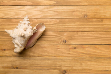 Sea shell on wooden background, top view