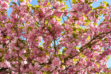 Pink flowers splendor on a tree