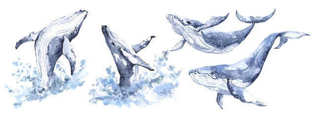 A set of watercolor whales, hand-drawn inhabitants of the ocean. Watercolor sea animals, water splashes, watercolor background. For invitation, greeting cards, posters, scrapbooking, sticker packs, © Yevheniia Poli