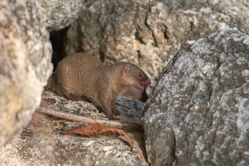 Shallow focus shot of an Indian brown mongoose sitting among big rocks on a sunny day