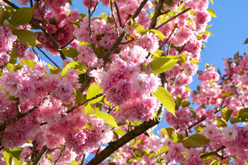 Pink flowers splendor on a tree
