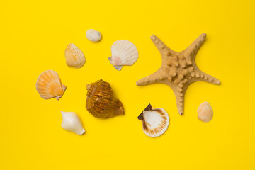 Sea shells on color background, top view. Summer concept