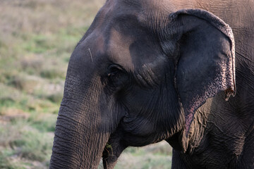 An Old Asian Elephant enjoying feeding on a sunny day at Satpura Tiger Reserve, Madhya Pradesh, India