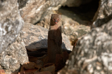 Shallow focus shot of an Indian brown mongoose standing among big rocks on a sunny day