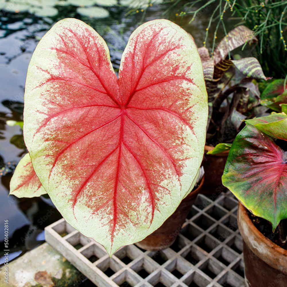 Wall mural Caladium is a genus of flowering plants in the family Araceae. They are often known by the common name elephant ear, heart of Jesus, and angel wings. - Wall murals