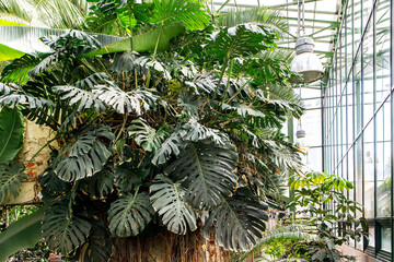A huge monstera creeper in the greenhouse in the Apothecary Garden.