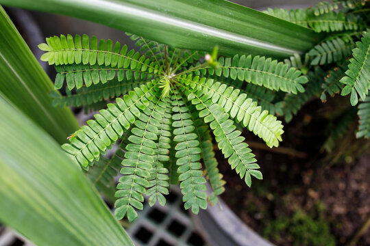 Angiopteris is a genus of huge evergreen ferns from the family Marattiaceae,