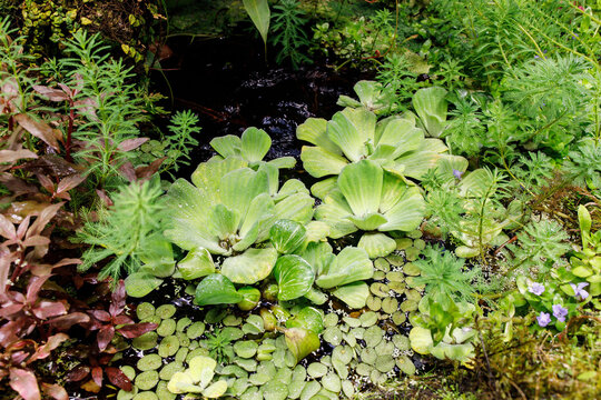 Various types of aquatic plants in a small pond in the greenhouse in the Apothecary Garden.