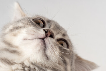 Muzzle of a gray tabby cat, bottom view, light background, close-up. Portrait of a curious kitten to overlay on your photos.
