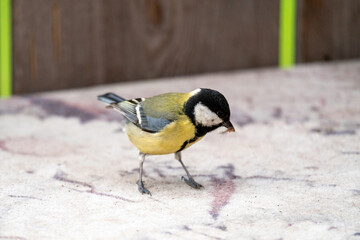a titmouse, parus major, is collect dog hairs for the nest building at a spring day 