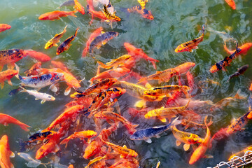 ornamental goldfish swimming in the city pond