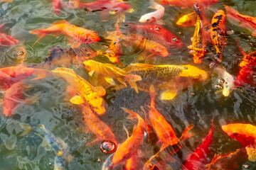 Fototapeta na wymiar ornamental goldfish swimming in the city pond